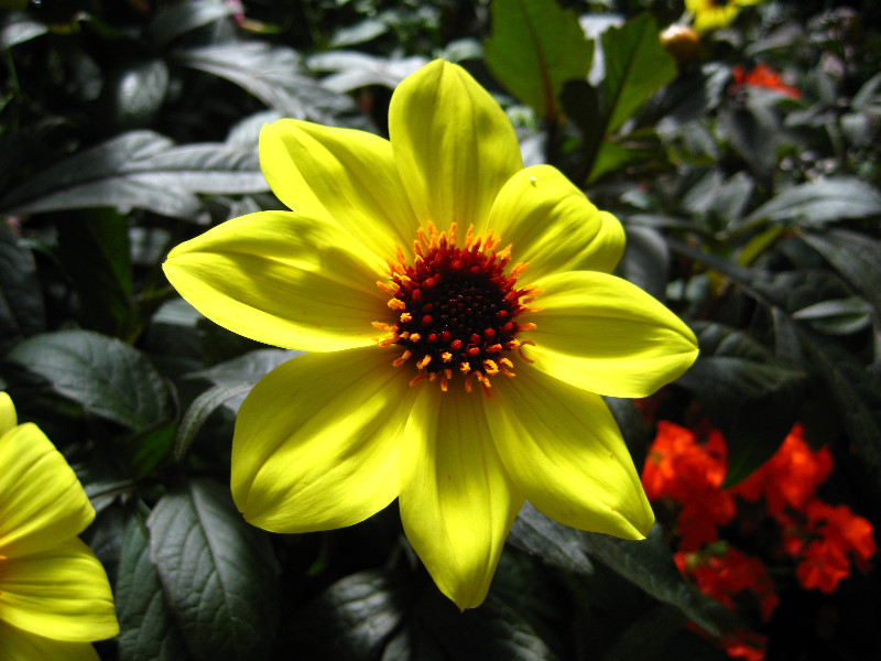 Winter-Garden-Auckland-Domain-Park-New-Zealand-041