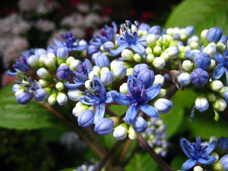 Winter-Garden-Auckland-Domain-Park-New-Zealand-042