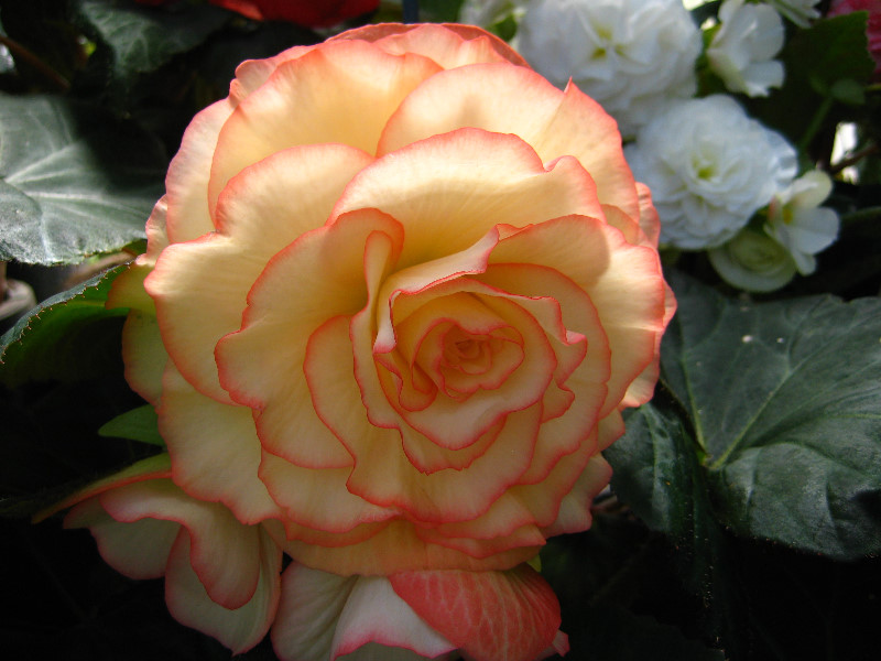 Winter-Garden-Auckland-Domain-Park-New-Zealand-046