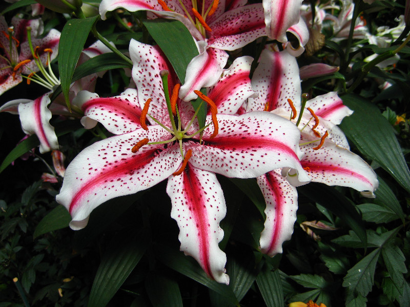 Winter-Garden-Auckland-Domain-Park-New-Zealand-049