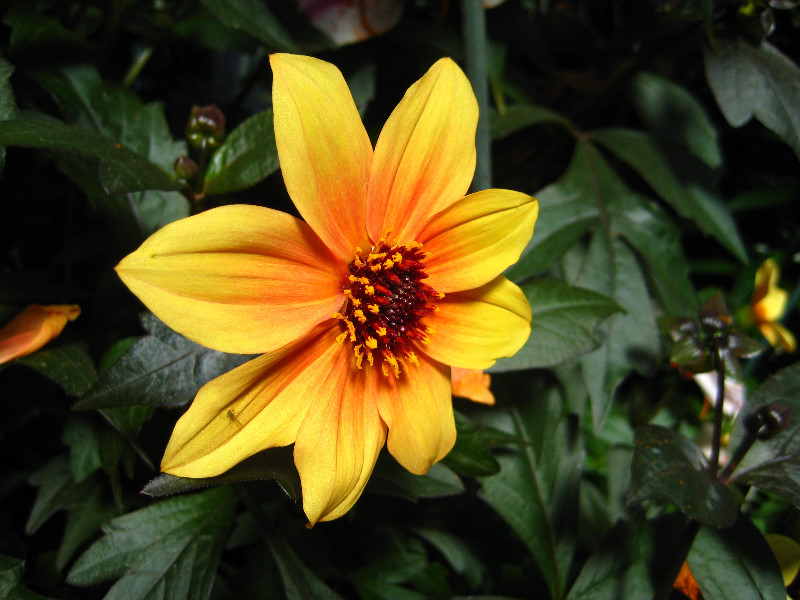 Winter-Garden-Auckland-Domain-Park-New-Zealand-050