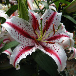 Winter Garden - Auckland, NZ