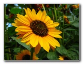 Winter-Garden-Auckland-Domain-Park-New-Zealand-005