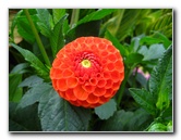 Winter-Garden-Auckland-Domain-Park-New-Zealand-009