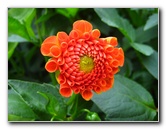 Winter-Garden-Auckland-Domain-Park-New-Zealand-010