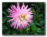 Winter-Garden-Auckland-Domain-Park-New-Zealand-011