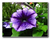 Winter-Garden-Auckland-Domain-Park-New-Zealand-012