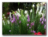 Winter-Garden-Auckland-Domain-Park-New-Zealand-014