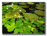 Winter-Garden-Auckland-Domain-Park-New-Zealand-023