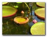 Winter-Garden-Auckland-Domain-Park-New-Zealand-024