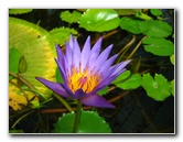 Winter-Garden-Auckland-Domain-Park-New-Zealand-025