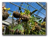 Winter-Garden-Auckland-Domain-Park-New-Zealand-026