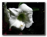 Winter-Garden-Auckland-Domain-Park-New-Zealand-028