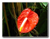 Winter-Garden-Auckland-Domain-Park-New-Zealand-031