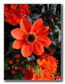 Winter-Garden-Auckland-Domain-Park-New-Zealand-033