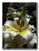 Winter-Garden-Auckland-Domain-Park-New-Zealand-034