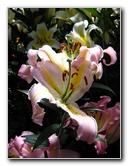 Winter-Garden-Auckland-Domain-Park-New-Zealand-035