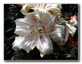 Winter-Garden-Auckland-Domain-Park-New-Zealand-036