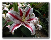 Winter-Garden-Auckland-Domain-Park-New-Zealand-037