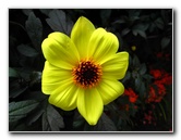 Winter-Garden-Auckland-Domain-Park-New-Zealand-038