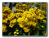 Winter-Garden-Auckland-Domain-Park-New-Zealand-039