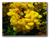 Winter-Garden-Auckland-Domain-Park-New-Zealand-040