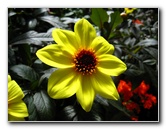 Winter-Garden-Auckland-Domain-Park-New-Zealand-041