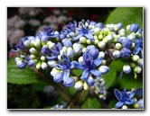 Winter-Garden-Auckland-Domain-Park-New-Zealand-042