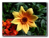 Winter-Garden-Auckland-Domain-Park-New-Zealand-043