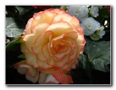 Winter-Garden-Auckland-Domain-Park-New-Zealand-046