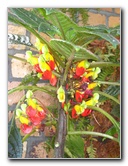 Winter-Garden-Auckland-Domain-Park-New-Zealand-048