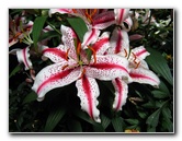 Winter-Garden-Auckland-Domain-Park-New-Zealand-049