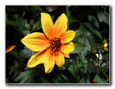 Wintergarden Pictures - Auckland Domain Park