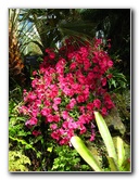 Winter-Garden-Auckland-Domain-Park-New-Zealand-051