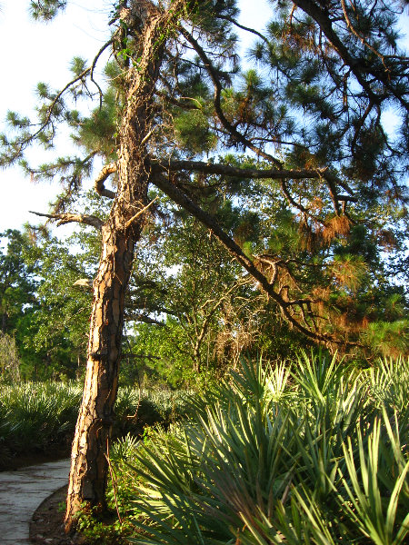 Yamato-Scrub-Natural-Area-Boca-Raton-FL-016