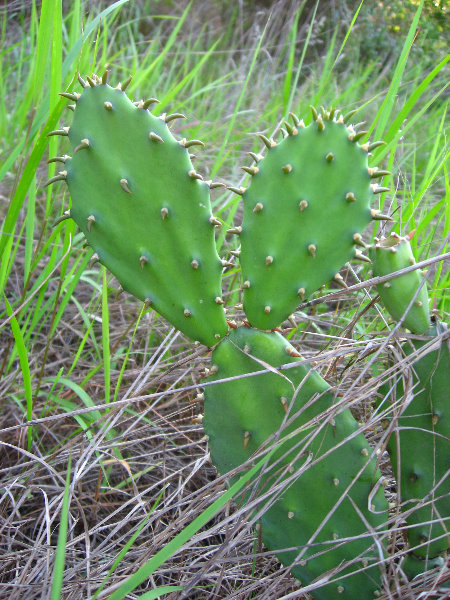 Yamato-Scrub-Natural-Area-Boca-Raton-FL-018