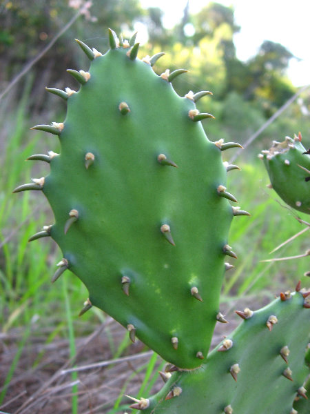 Yamato-Scrub-Natural-Area-Boca-Raton-FL-019