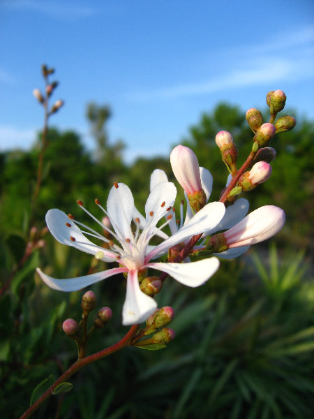 Yamato-Scrub-Natural-Area-Boca-Raton-FL-034