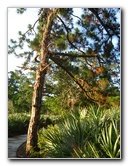 Yamato-Scrub-Natural-Area-Boca-Raton-FL-016