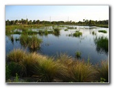 Yamato-Scrub-Natural-Area-Boca-Raton-FL-029