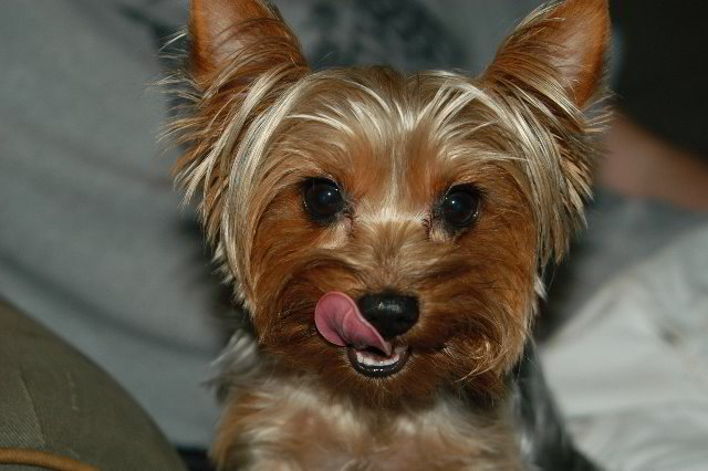 Yorkshire-Terrier-Pictures-03