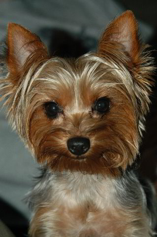 Yorkshire-Terrier-Pictures-05