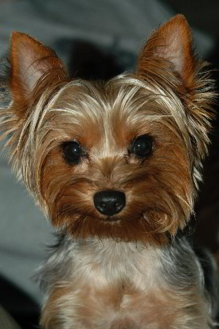 Yorkshire-Terrier-Pictures-05