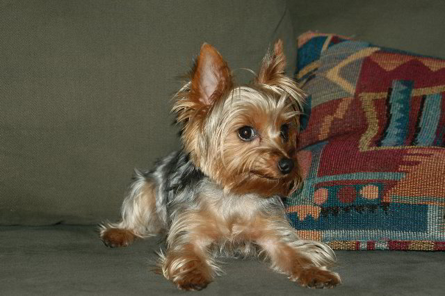 Yorkshire-Terrier-Pictures-09