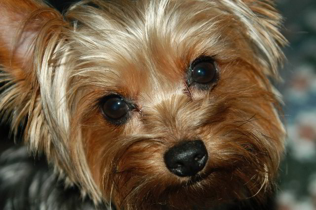 Yorkshire-Terrier-Pictures-13