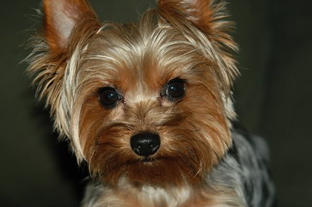 Yorkshire-Terrier-Pictures-15