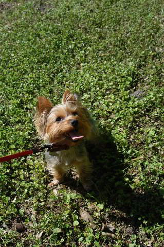 Yorkshire-Terrier-Pictures-23