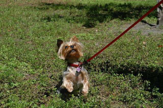 Yorkshire-Terrier-Pictures-26