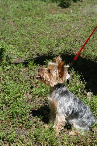 Yorkshire-Terrier-Pictures-27