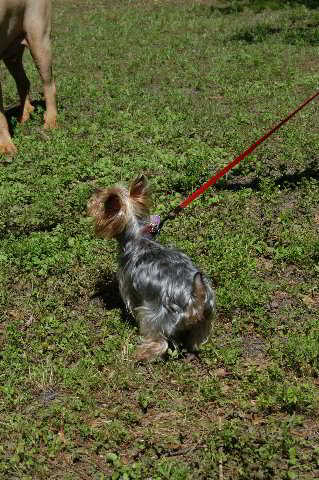 Yorkshire-Terrier-Pictures-28